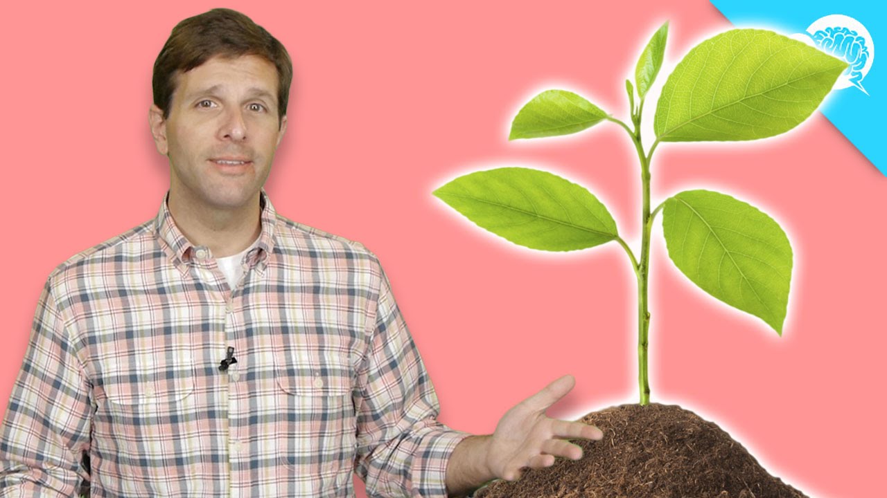 Are Plants Conscious?