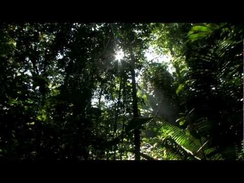 Ayahuasca Experience - What Is An Icaro? 